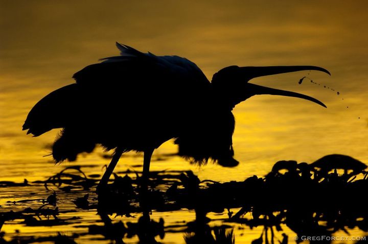 Wood Stork Foraging at Sunset