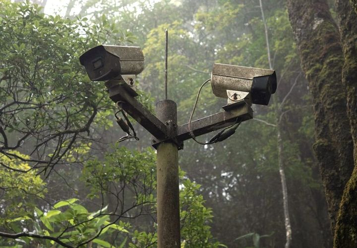 Artificial Intelligence Can Reduce Camera Trap Analysis Time and Benefit Conservation