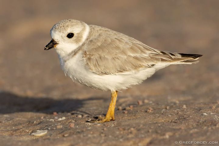 Piping Plover foraging on the beach