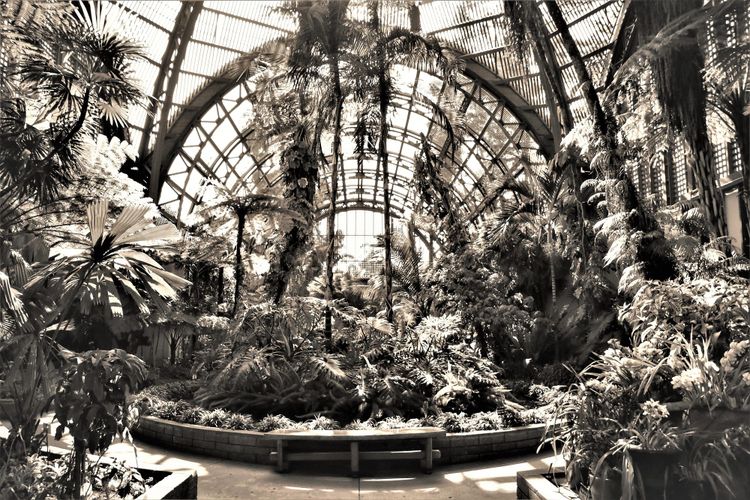 The Botanical Building of Balboa Park: Reflections