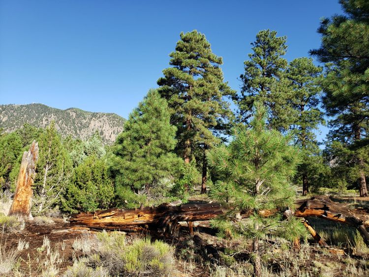 Travel Digressions: The Coconino National Forest and the Beauty of Memorials
