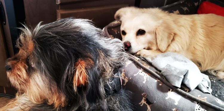 Tessa: An Update on my Dog's Condition