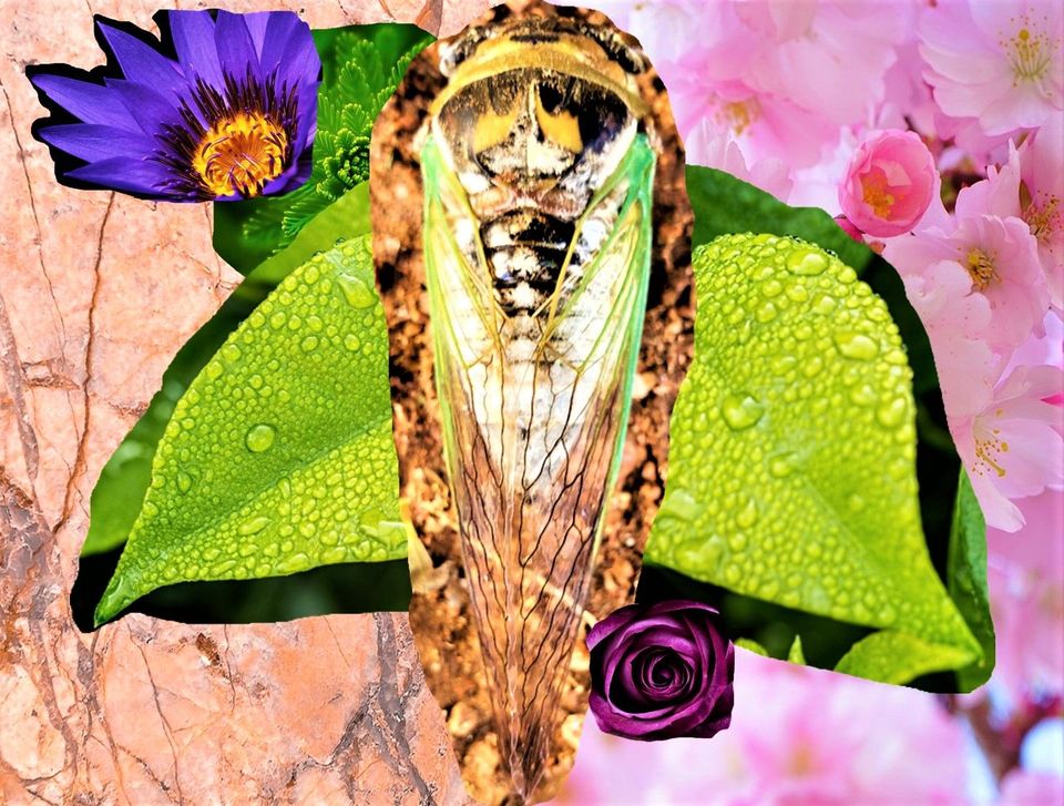 The Terrible Beauty of Cicadas