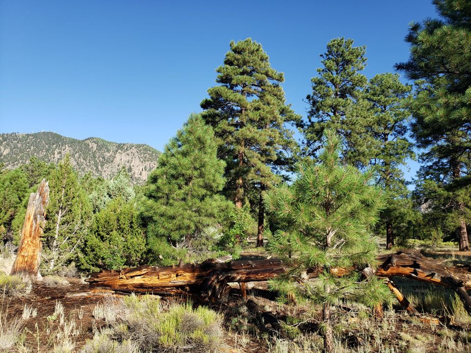 Travel Digressions: The Coconino National Forest and the Beauty of Memorials