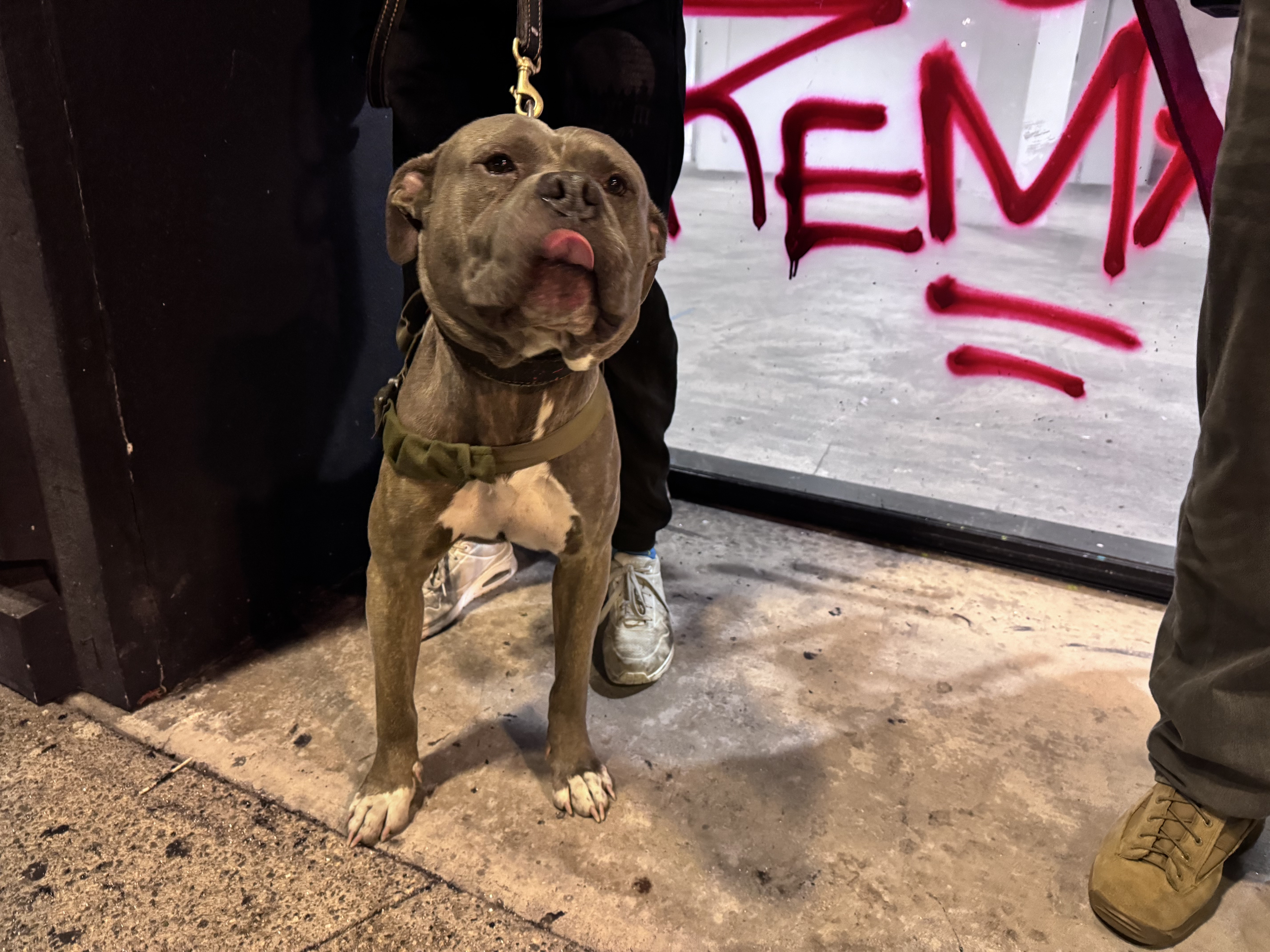 Dog licking its lips