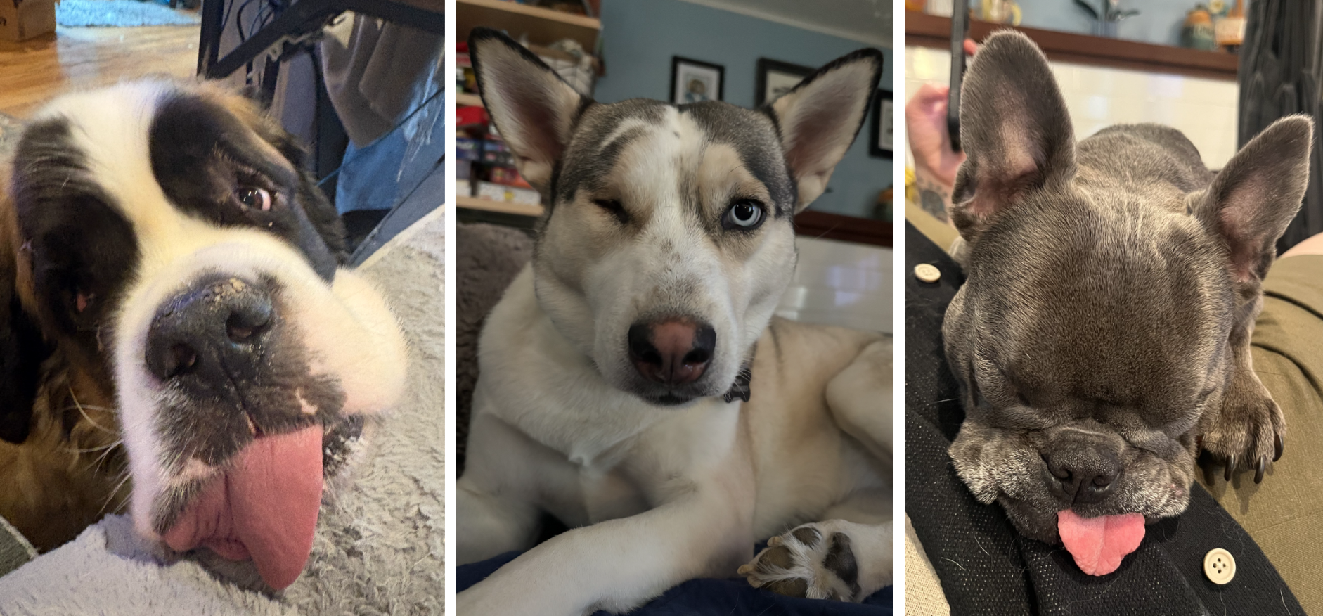 a Saint Bernard, a Husky mix and a French Bulldog