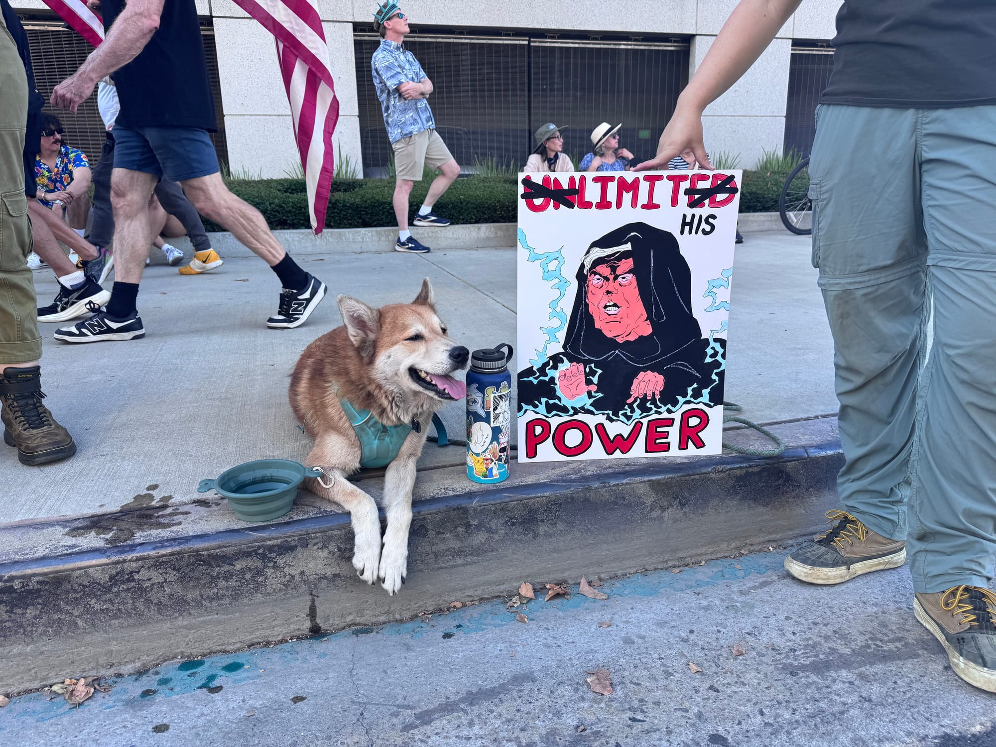 A cute dog at protest
