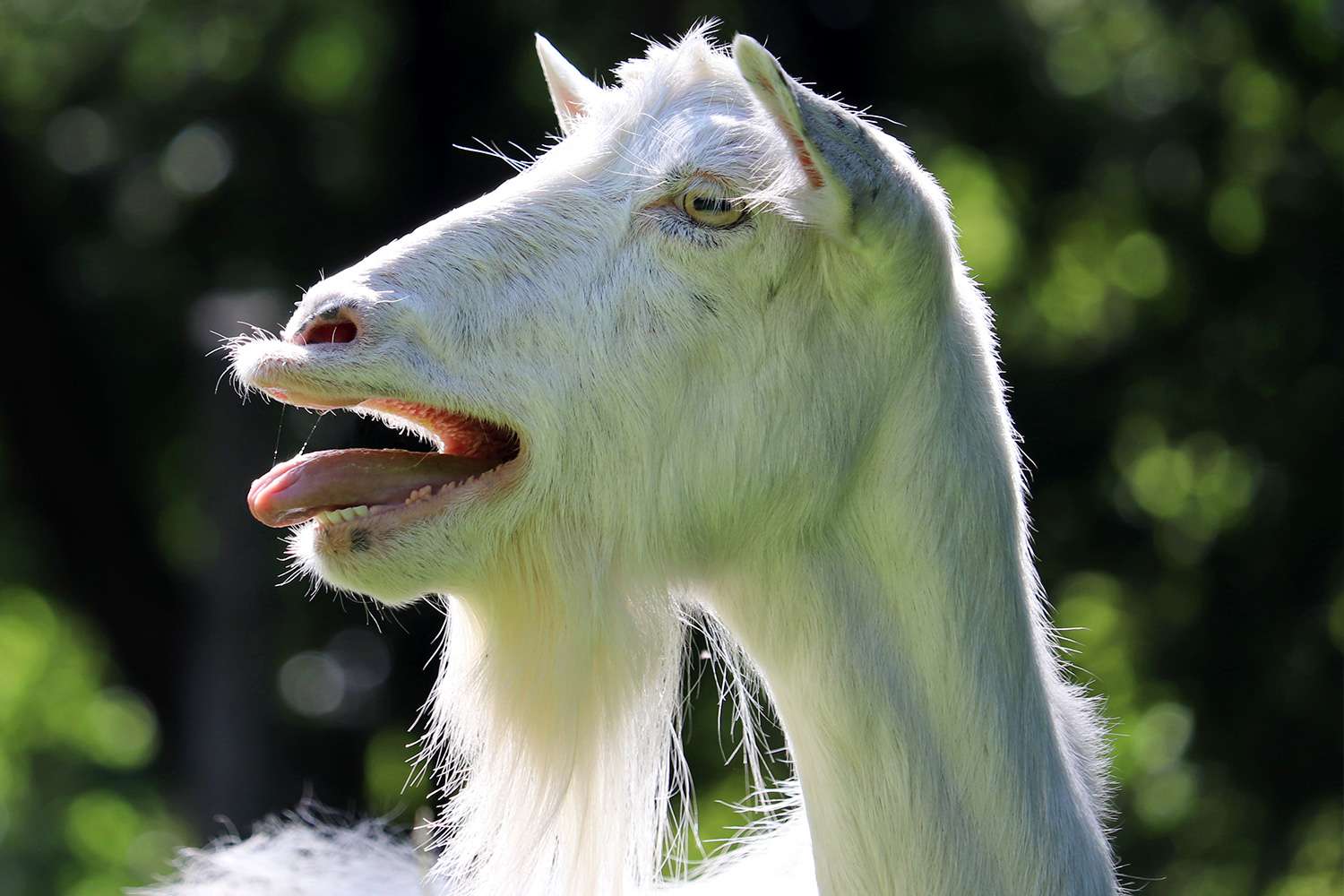 A goat screaming