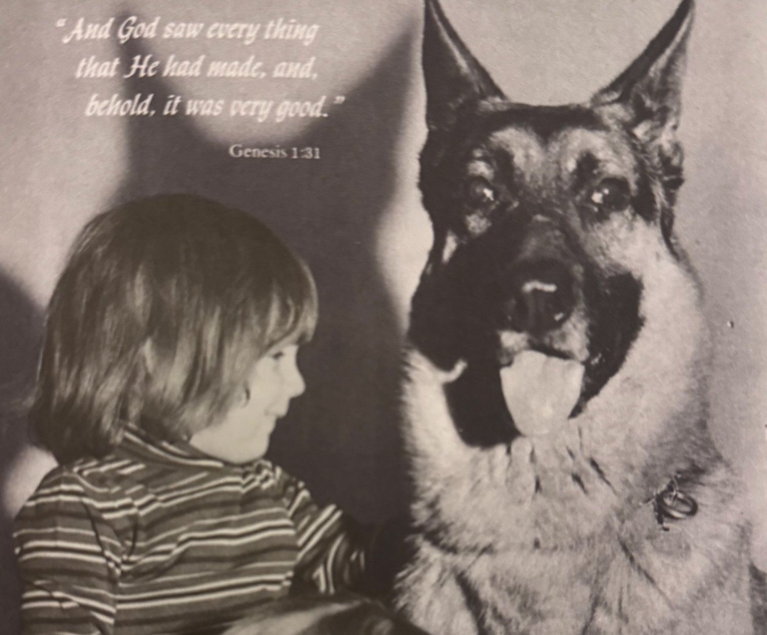 Child and a german shepherd dog