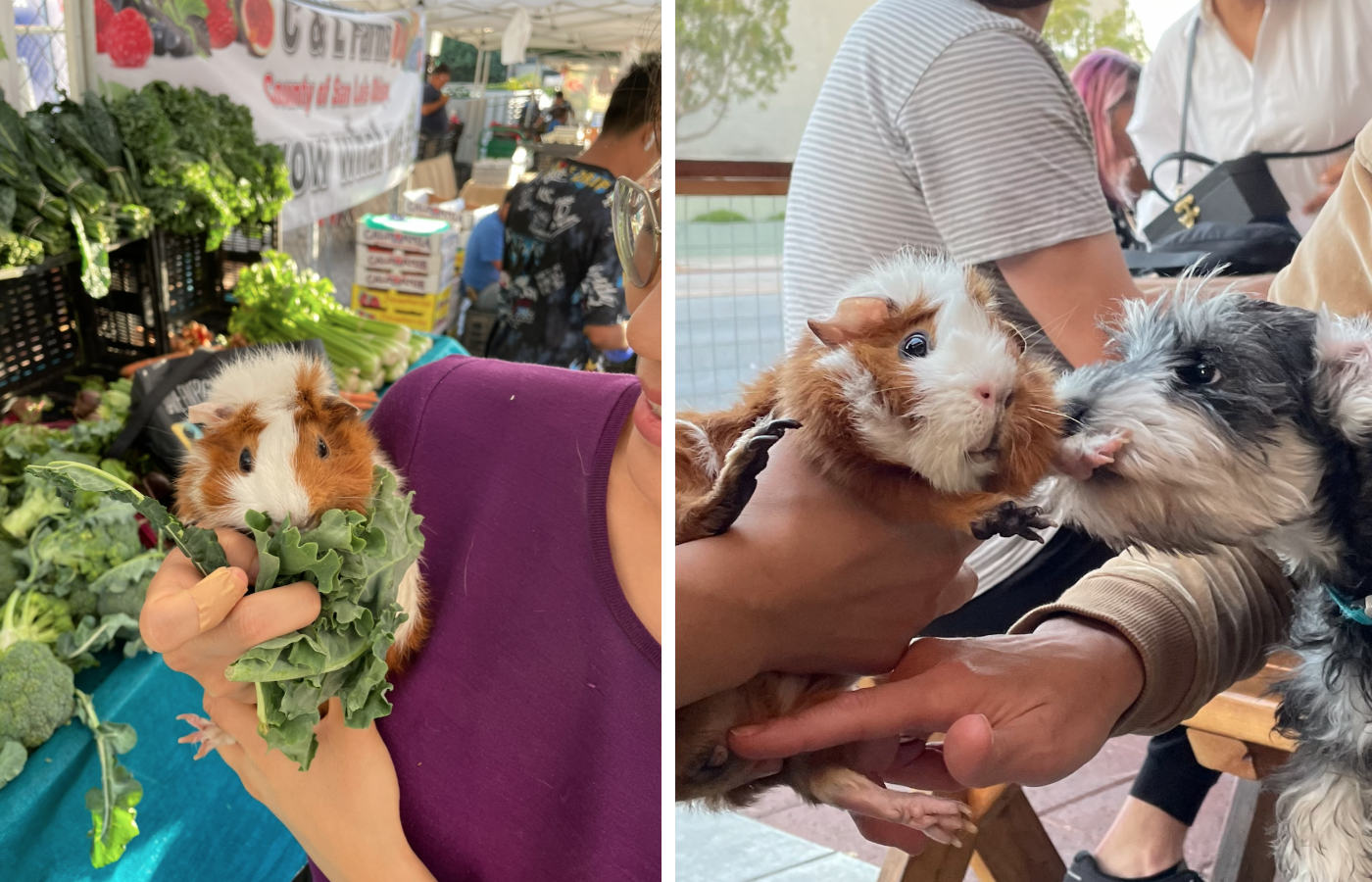 Two perfect photos accidentally airdropped to me of a woman with a hamster, and then her very worried hamster kissing a dog