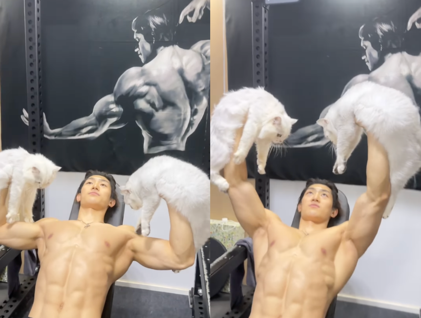 Muscular man lifting cats