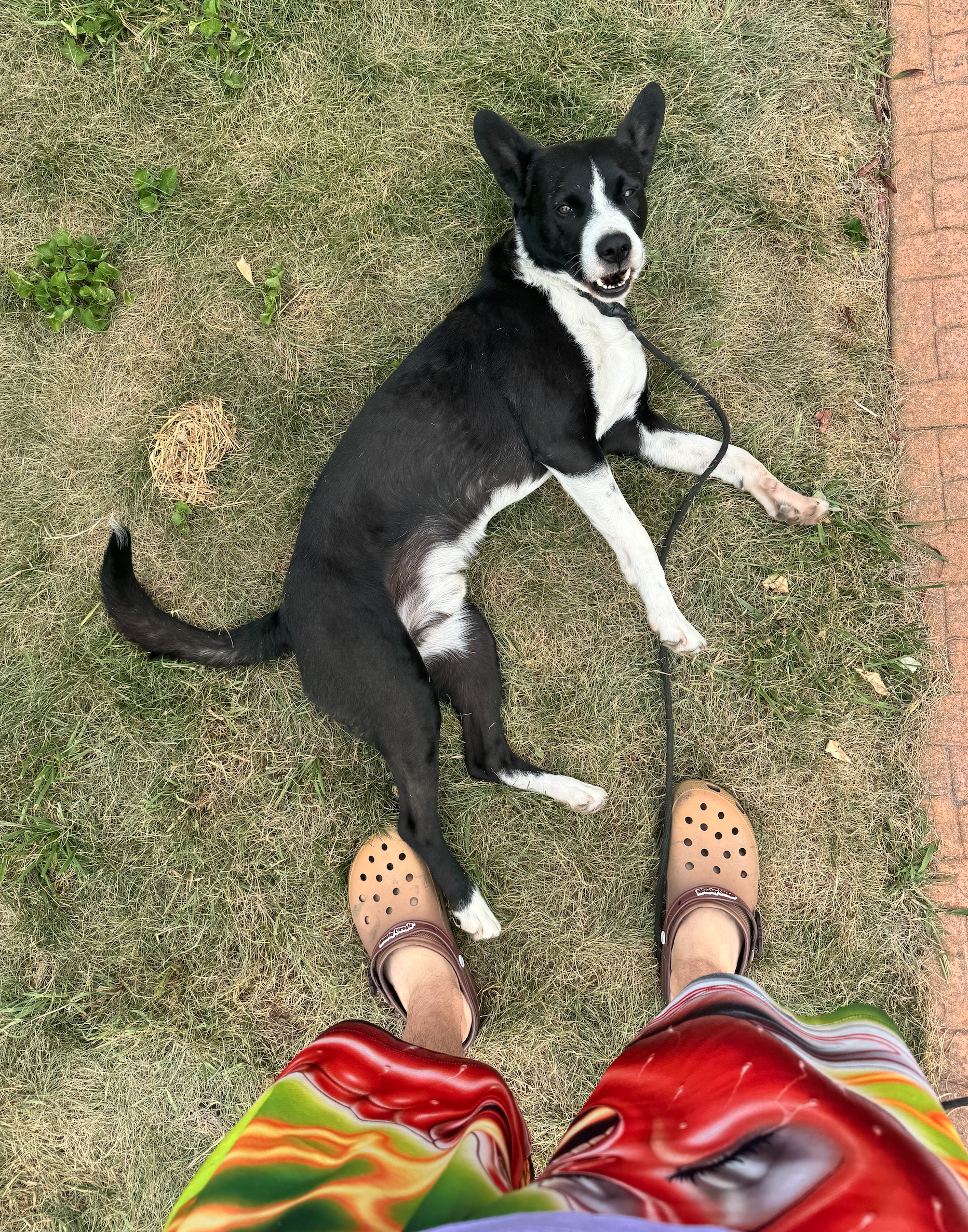 Black and white dog on grass