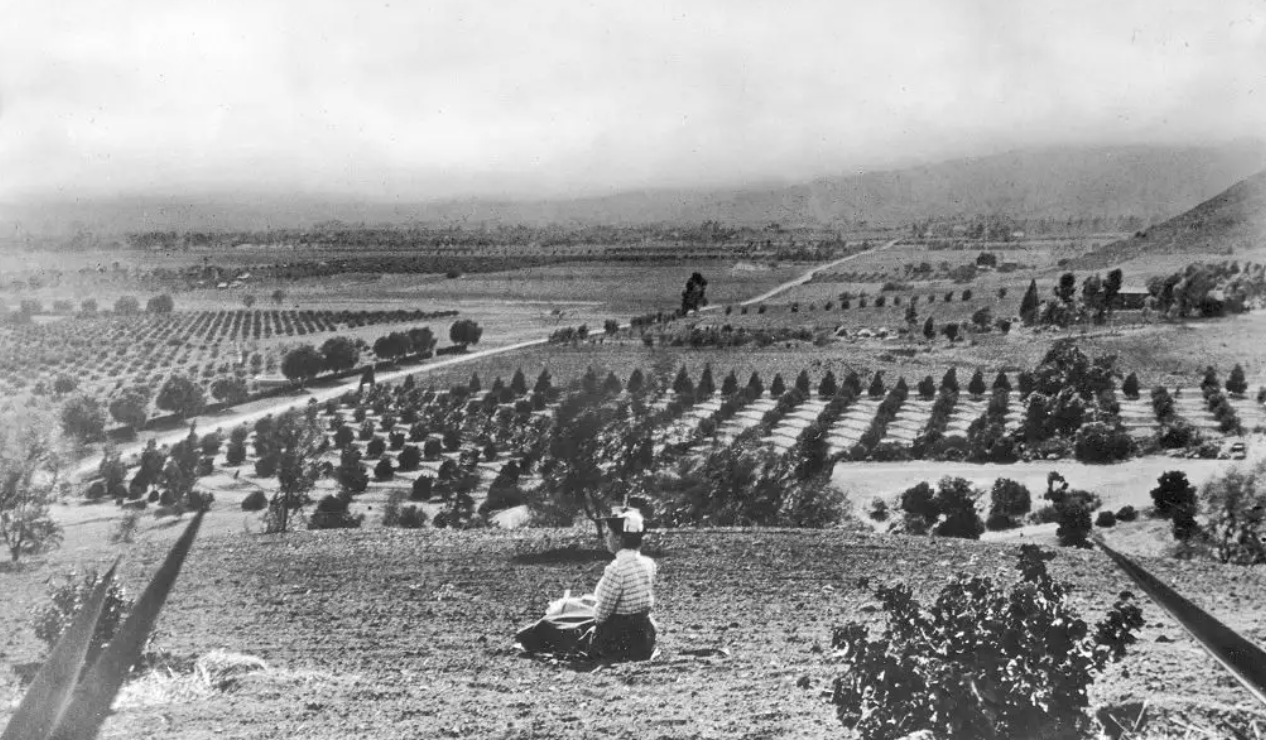 A person just looking at trees and nature where Hollywood now is