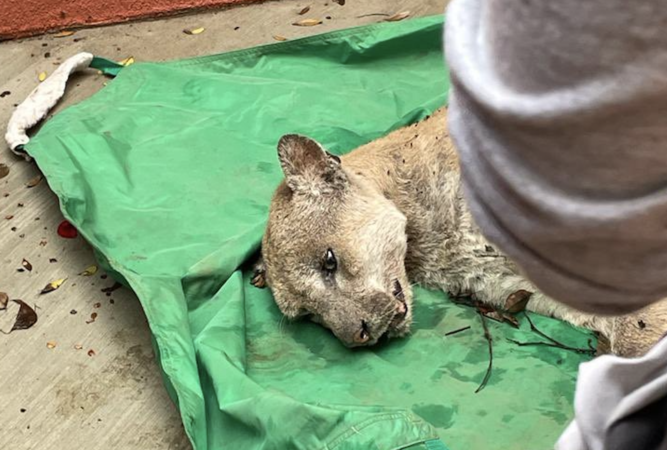 P22 says on a green canvas, sedated