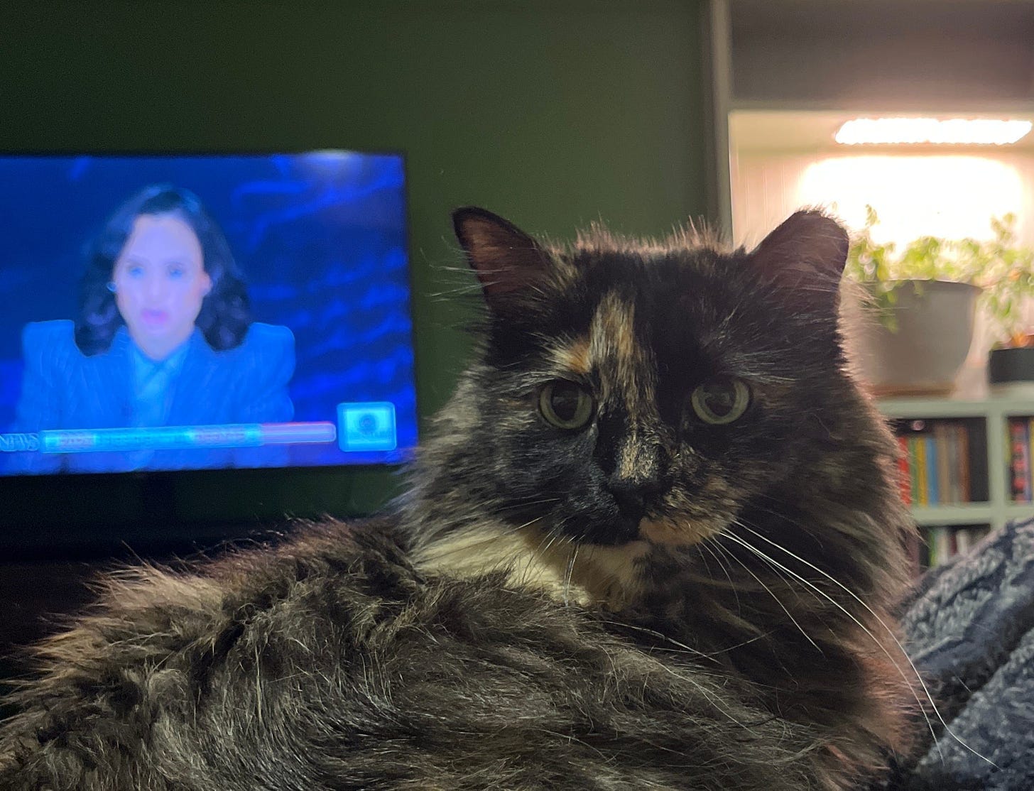 A cat in front of the TV