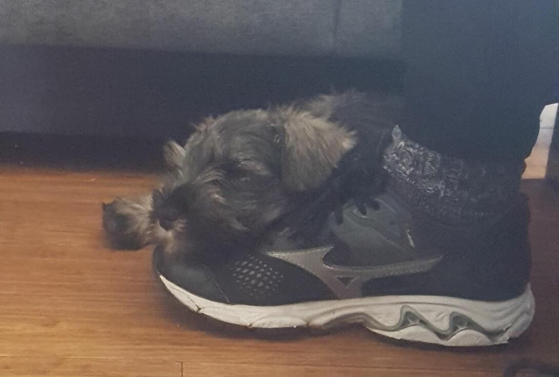 A cat lying on a pair of shoes

Description automatically generated with low confidence