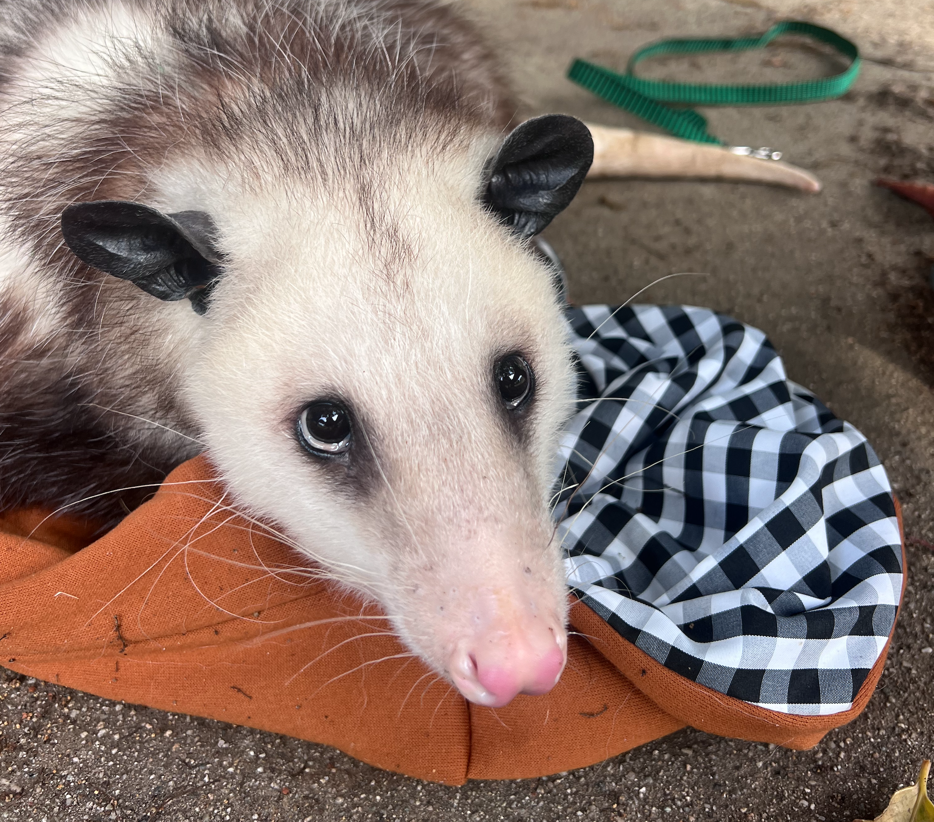 Horace on the ground with big pleading eyes