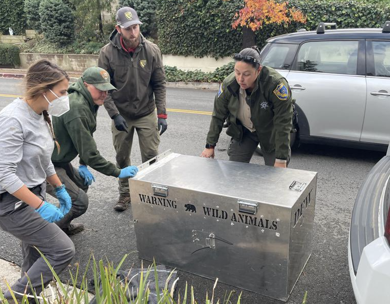 Wildlife workers load a crate containing P22 into a car