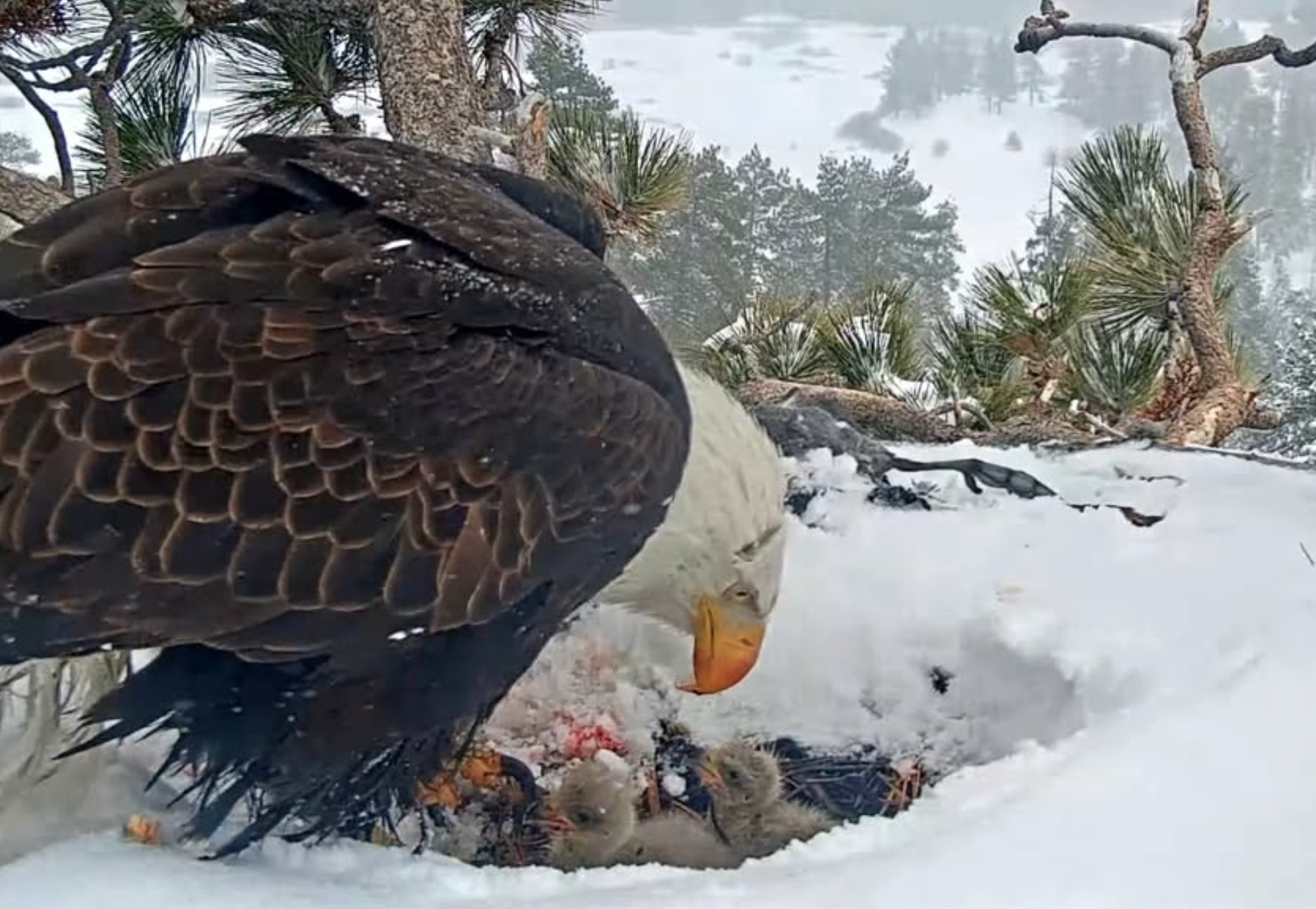 Bald eagle feeding its young