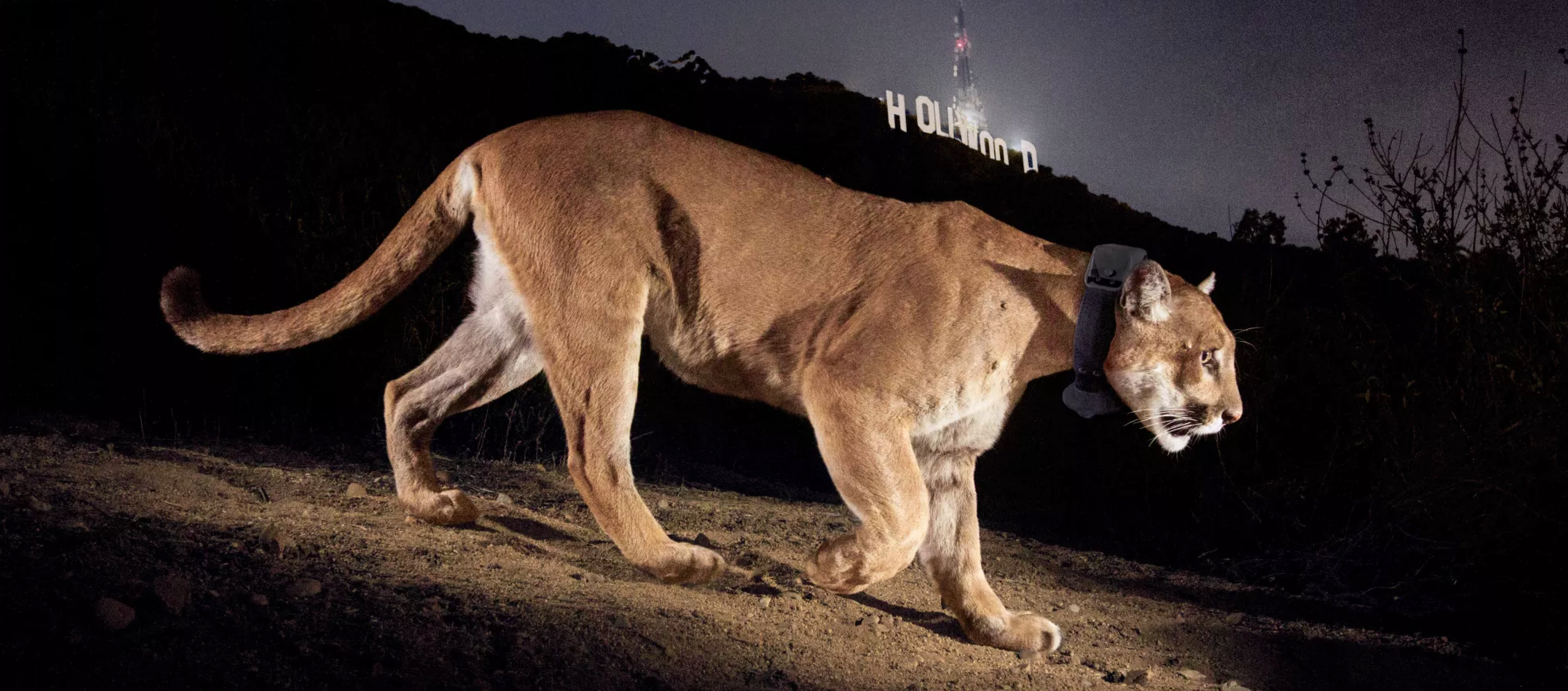 P22 illuminated walking down a track with the Hollywood sign in the background