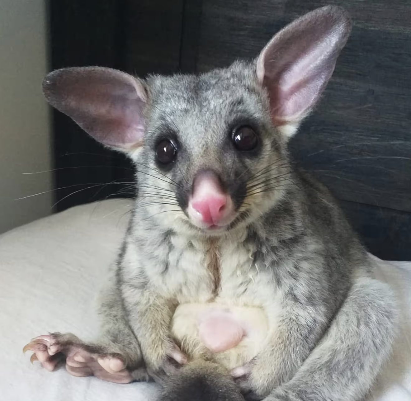 A cute New Zealand possum - big ears, soft face