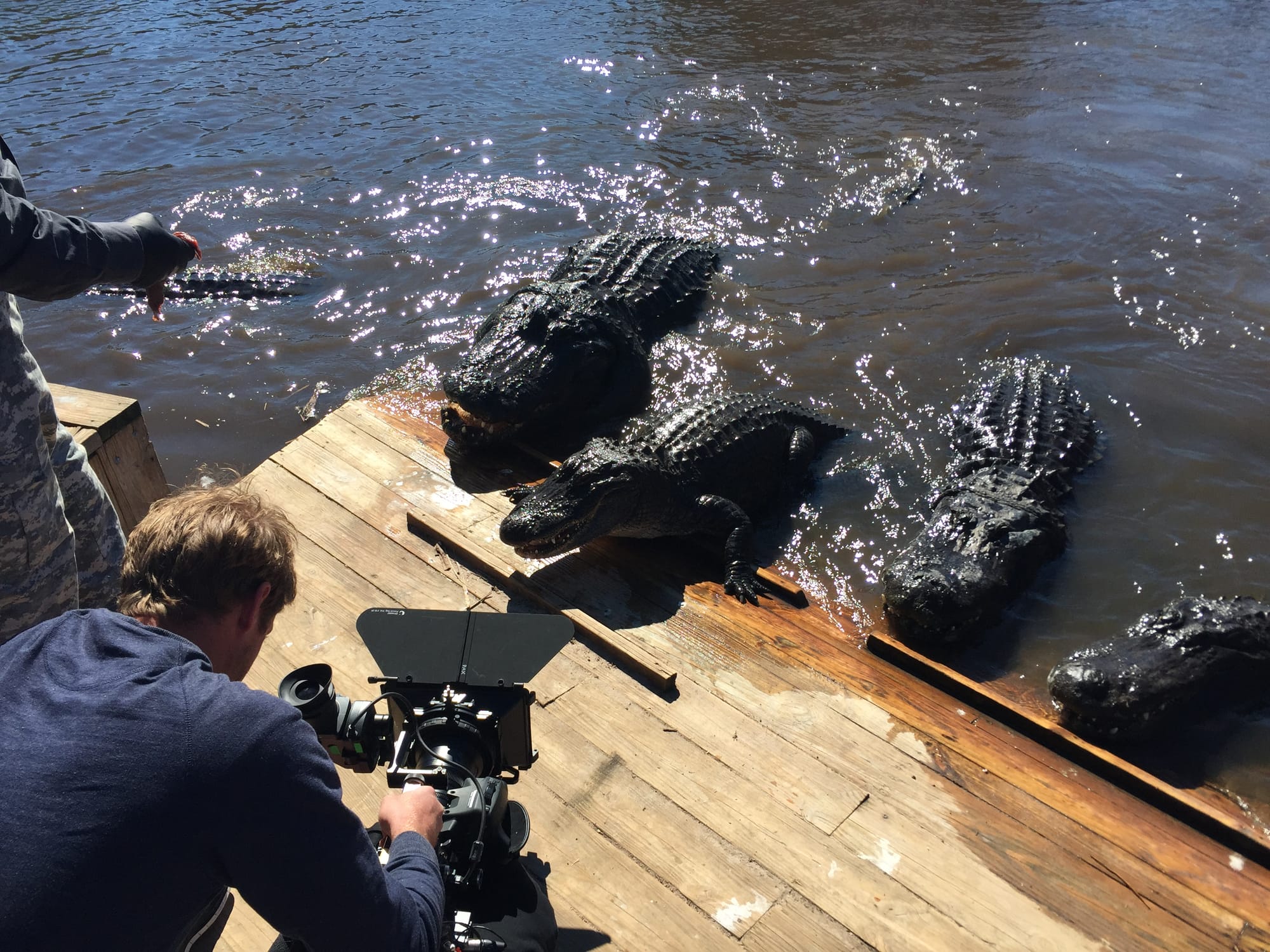 Dom filming VERY close to some gators!