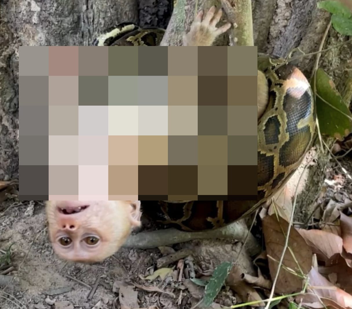 Monkey trapped in a snake