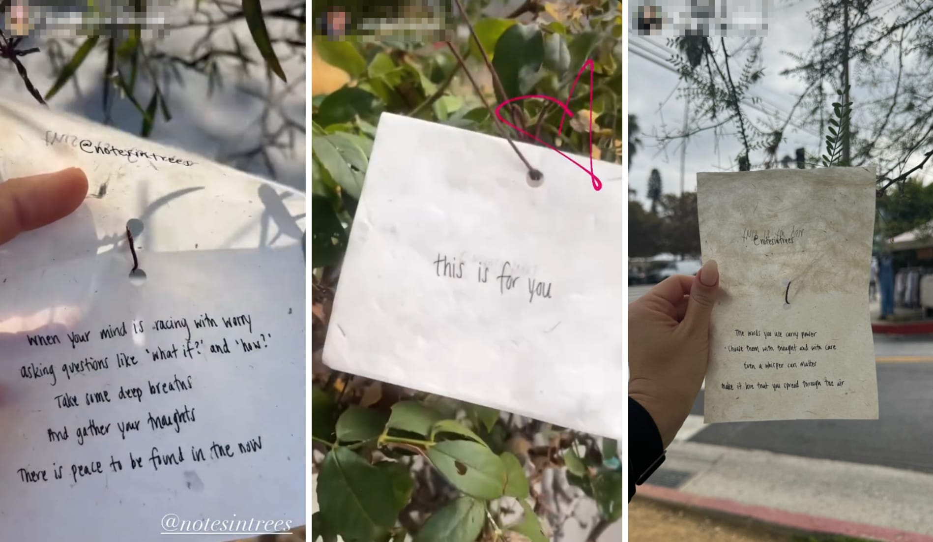 social media accounts reposting the messages in trees