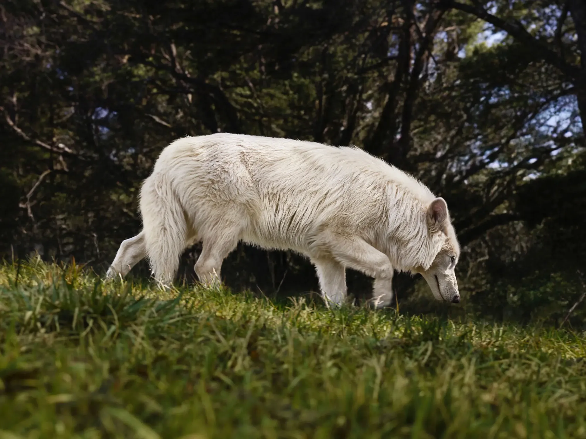 A supposed dire wolf clone