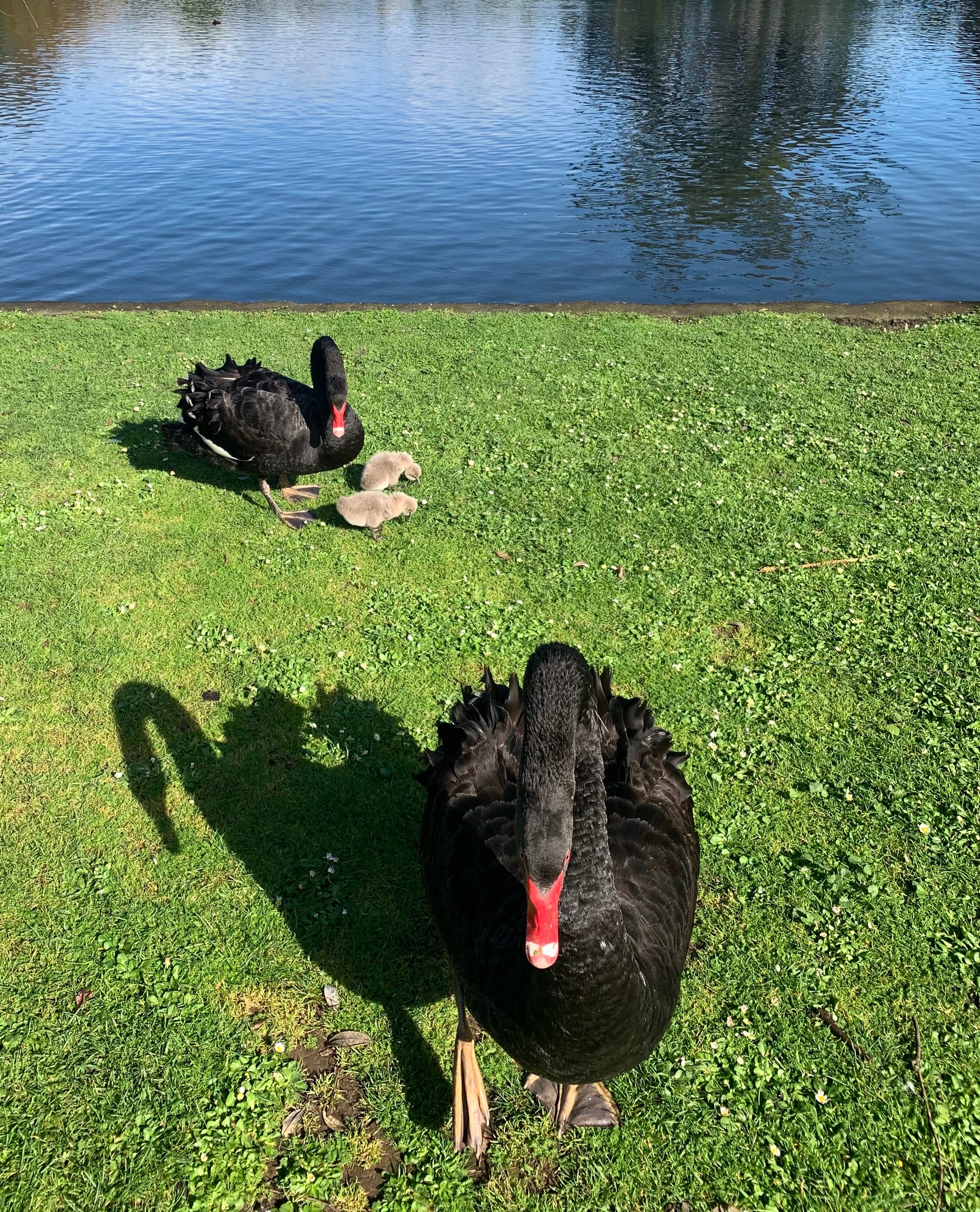 An angry swan