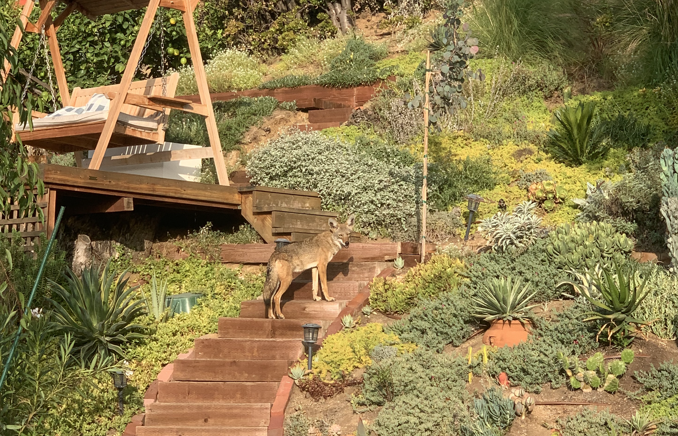 A giant garden and in the middle, my coyote just stopped and turned and we stared at each other.