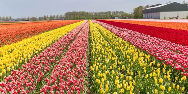 A lot of tulips