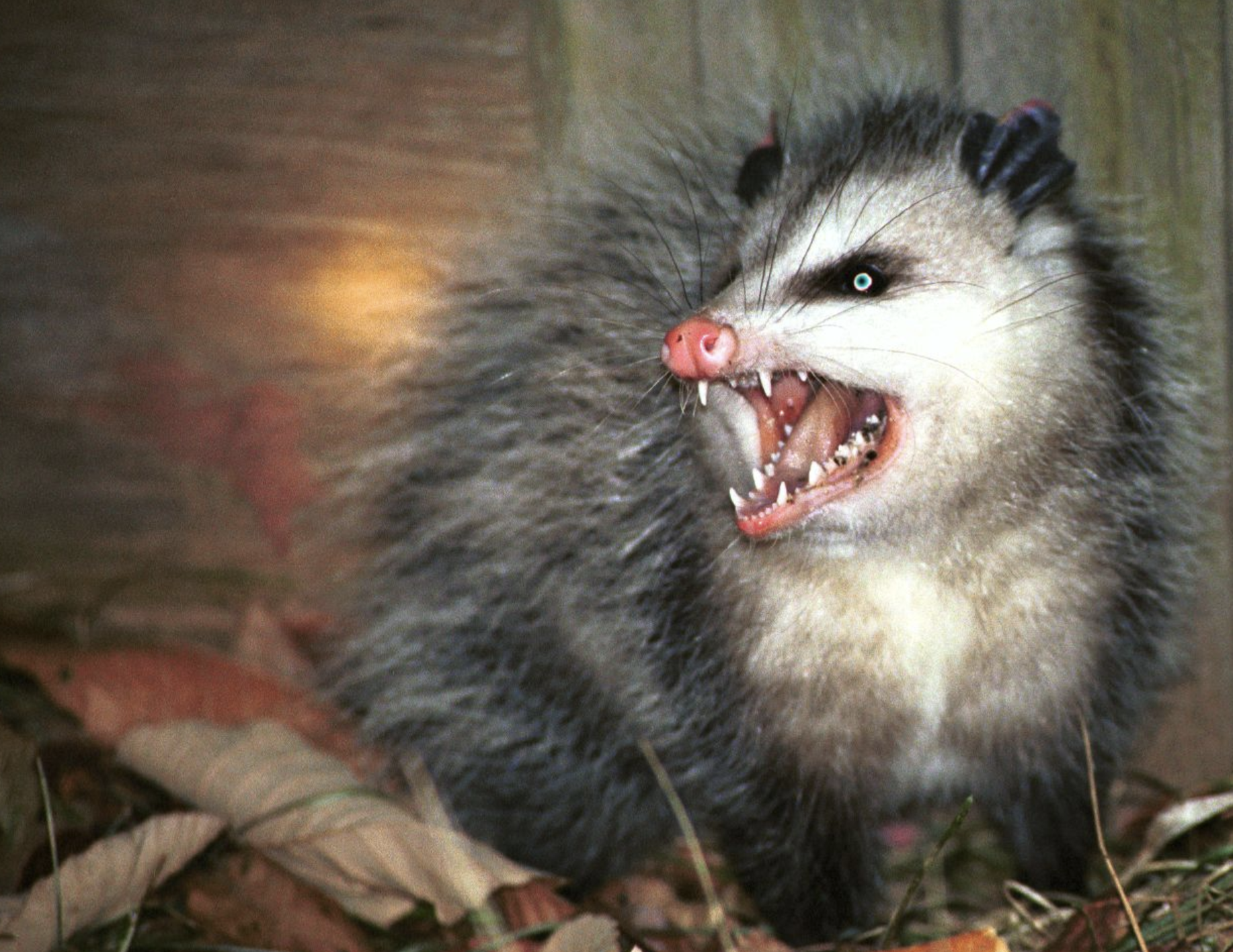 A hissing opossum showing off its teeth