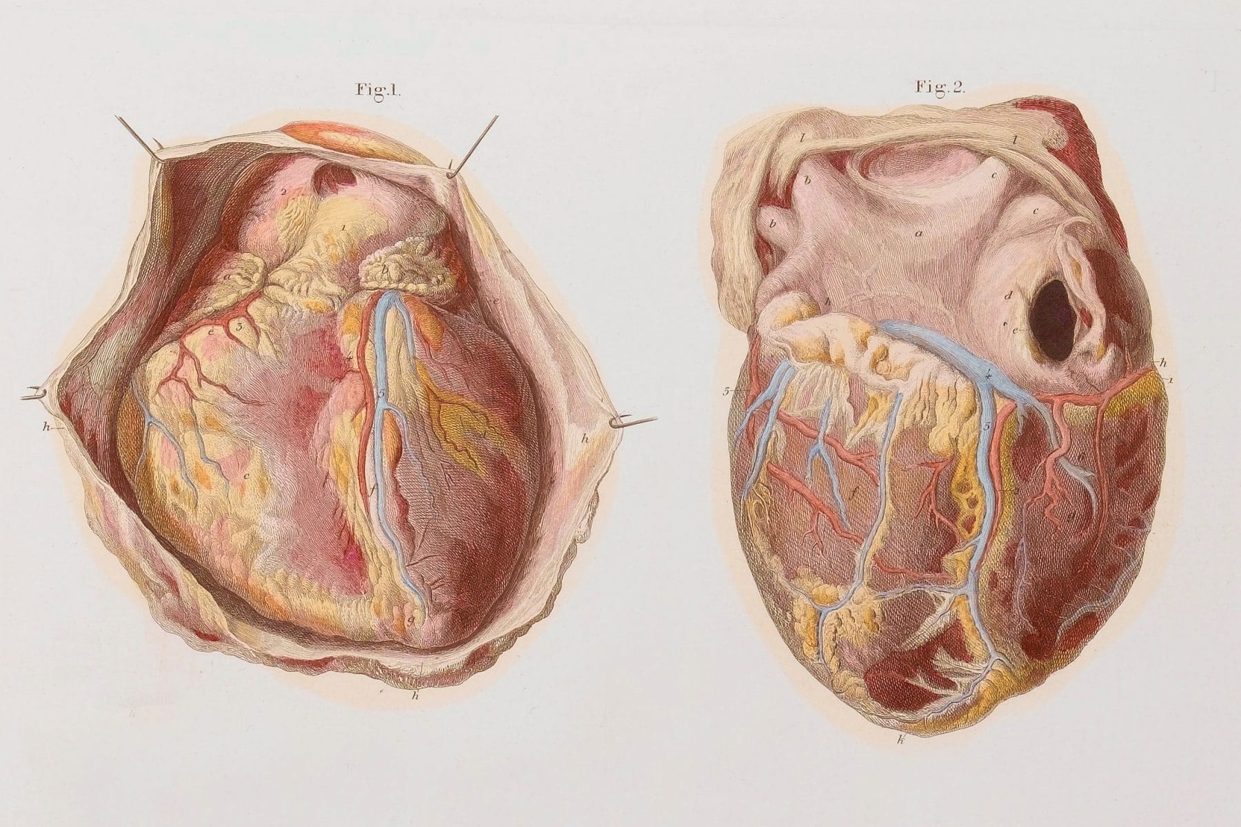 Diagram of a human heart