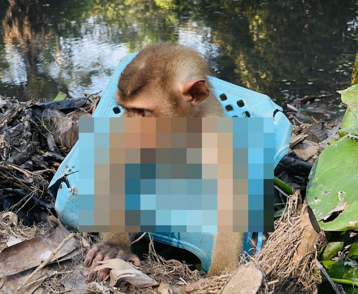 Monkey trapped inside a chair