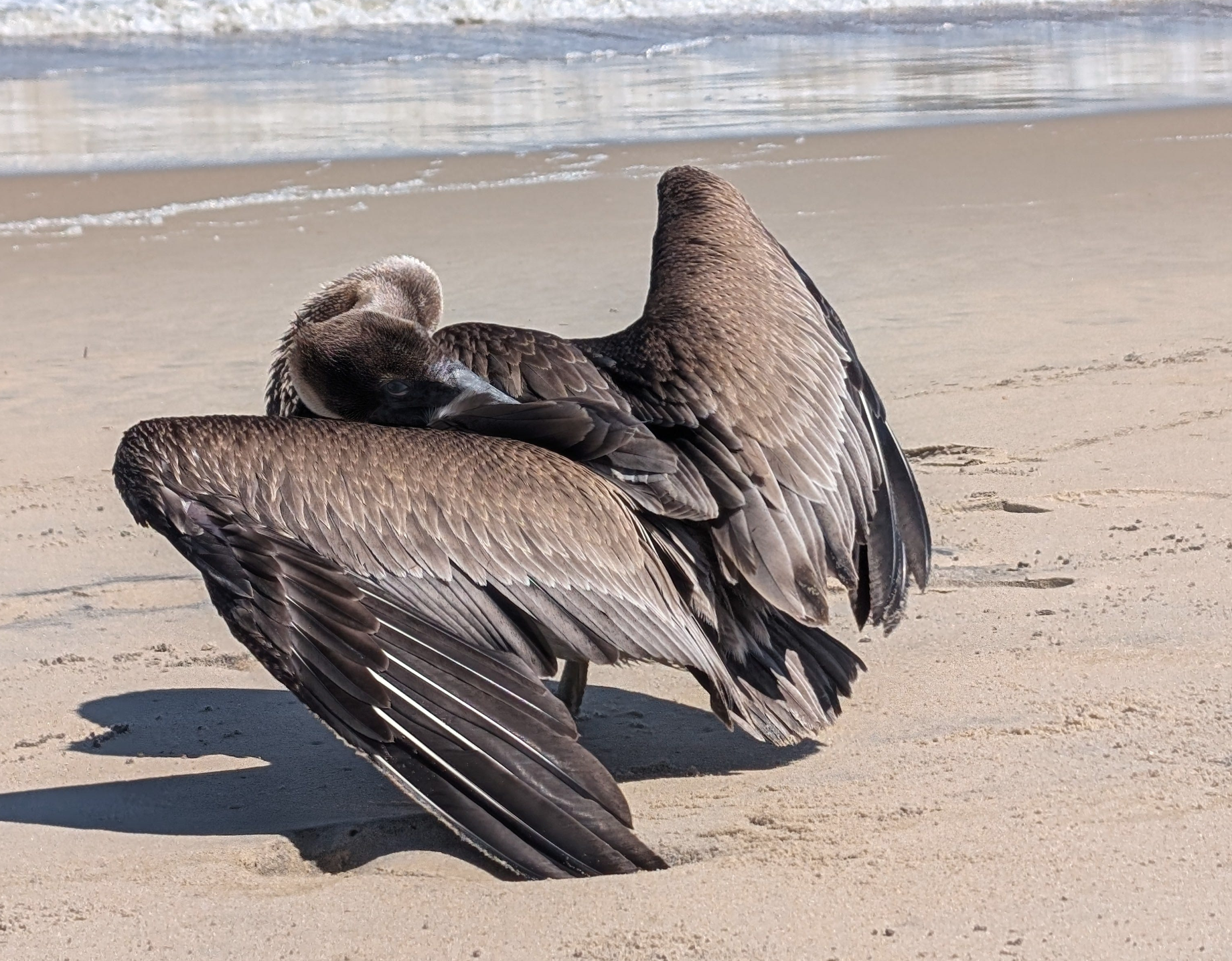 A pelican with its head tucked in!