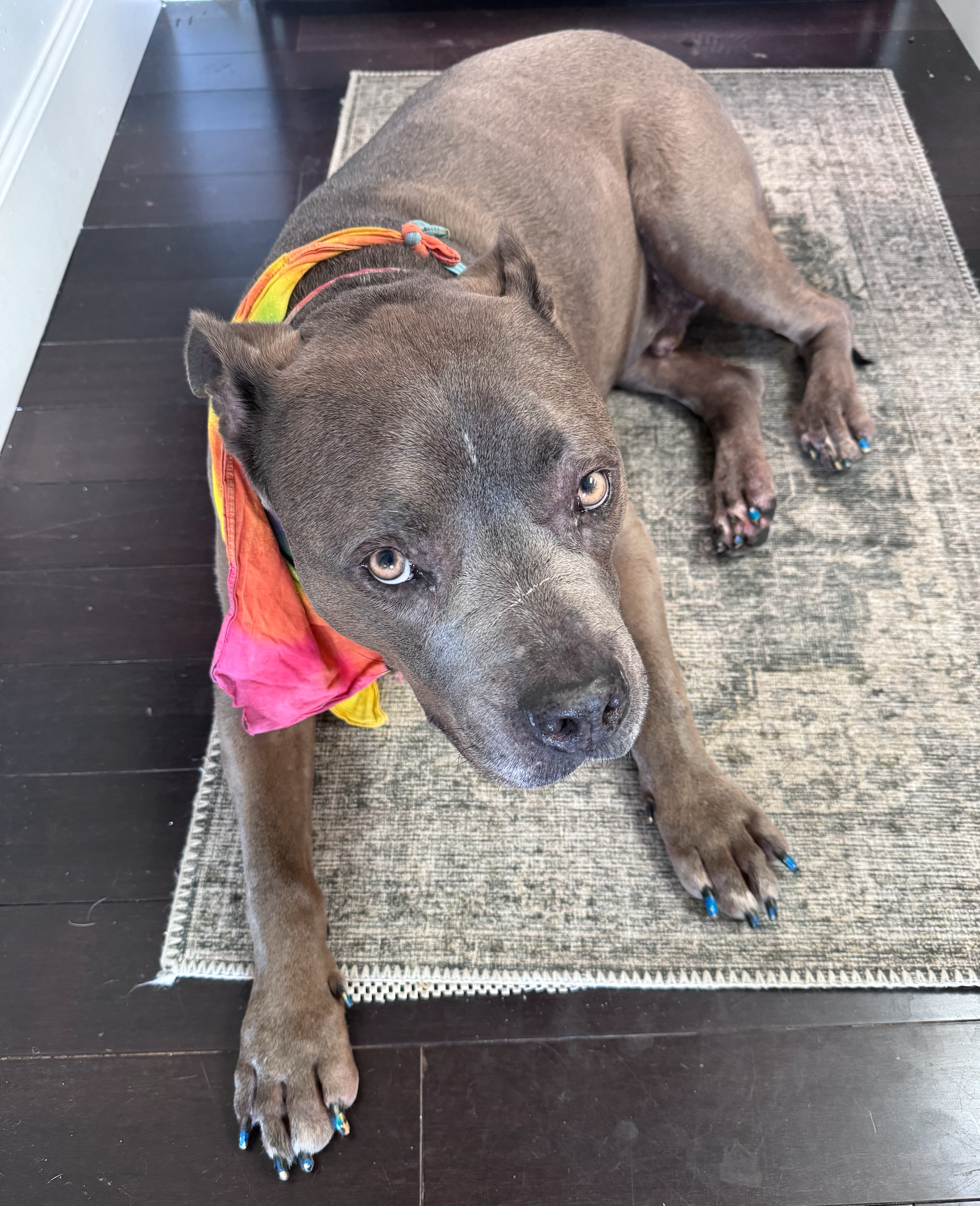 A big soppy loaf of a dog looking up at me, nails painted blue, rainbow bandana
