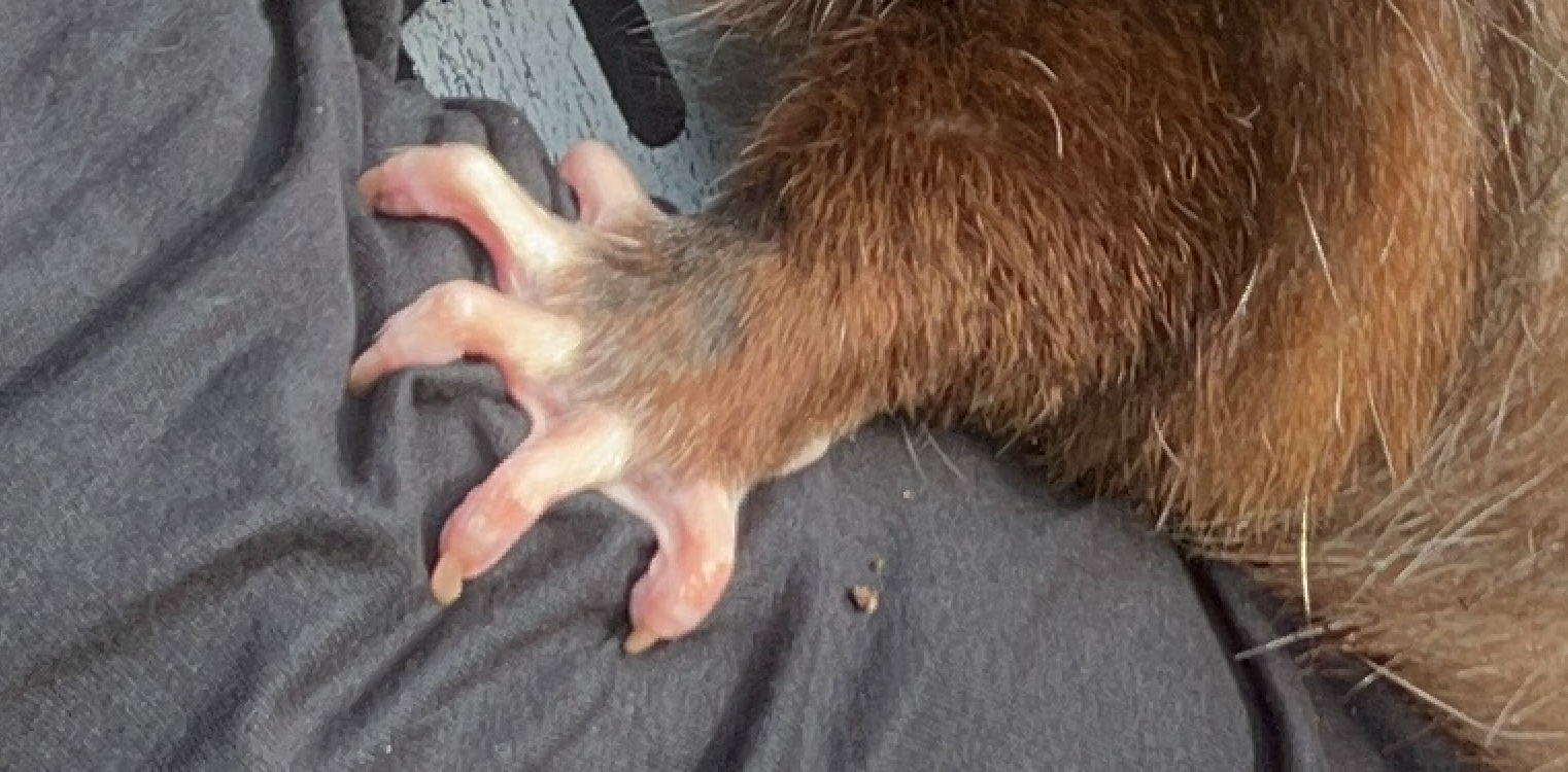 Horace's paw gripping onto my arm