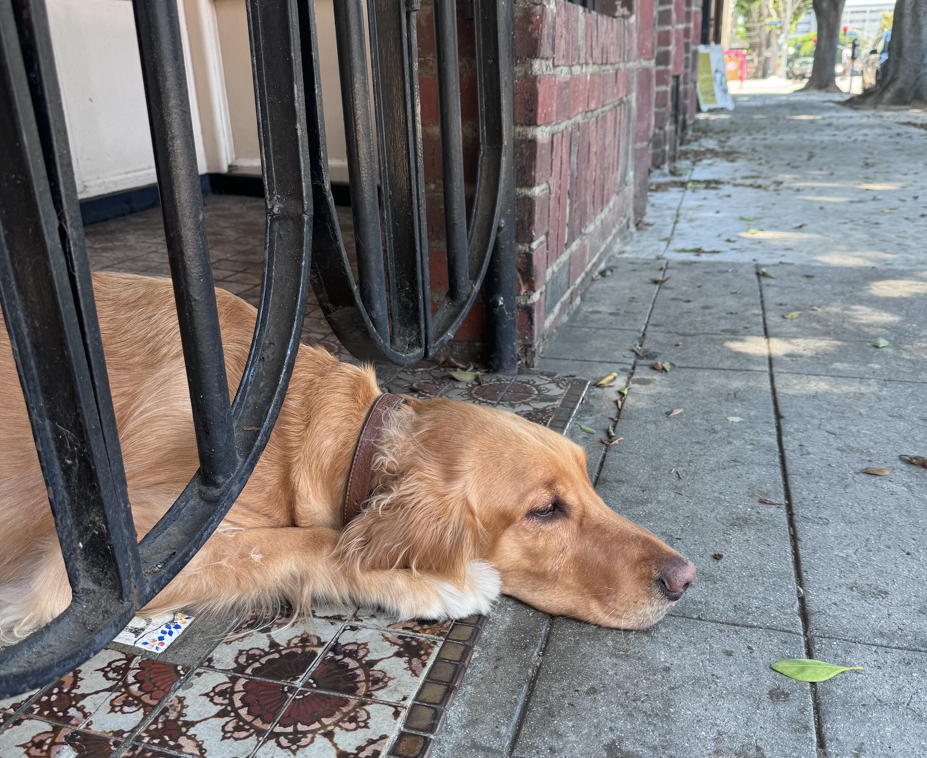 A dog with its head on the pavement