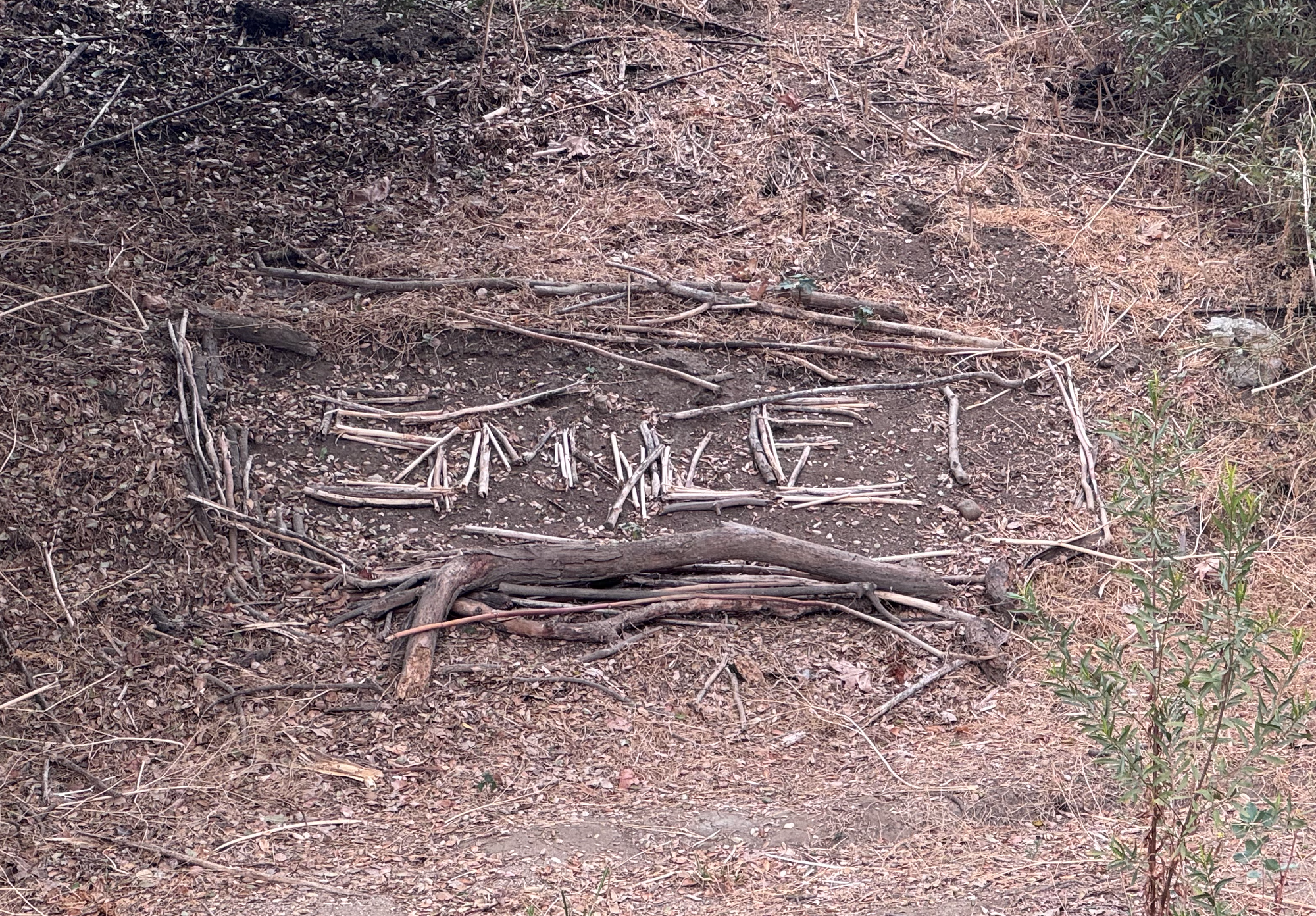 SMILE in twigs, closer up shot