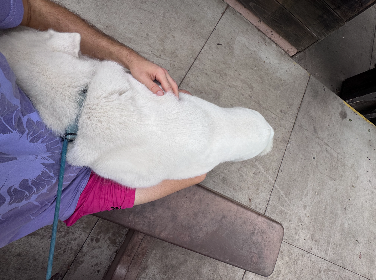 A dog buried into me