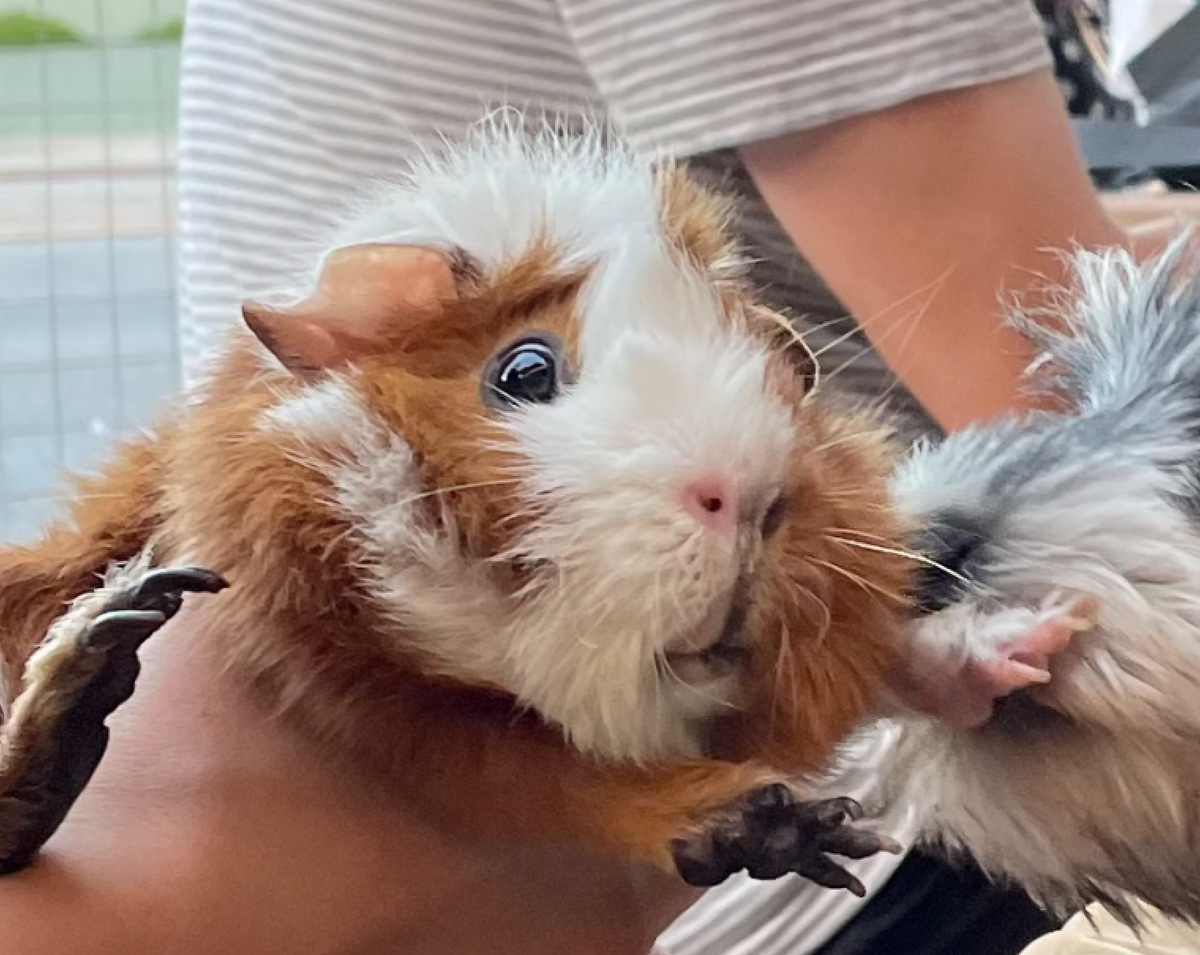 A worried looking hamster
