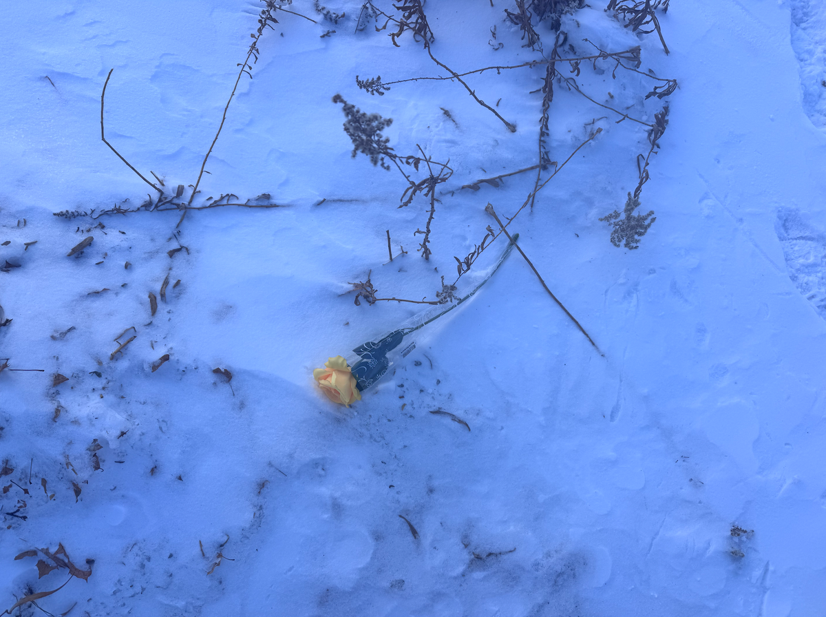 A flower near the location Renee Good was murdered on January 7