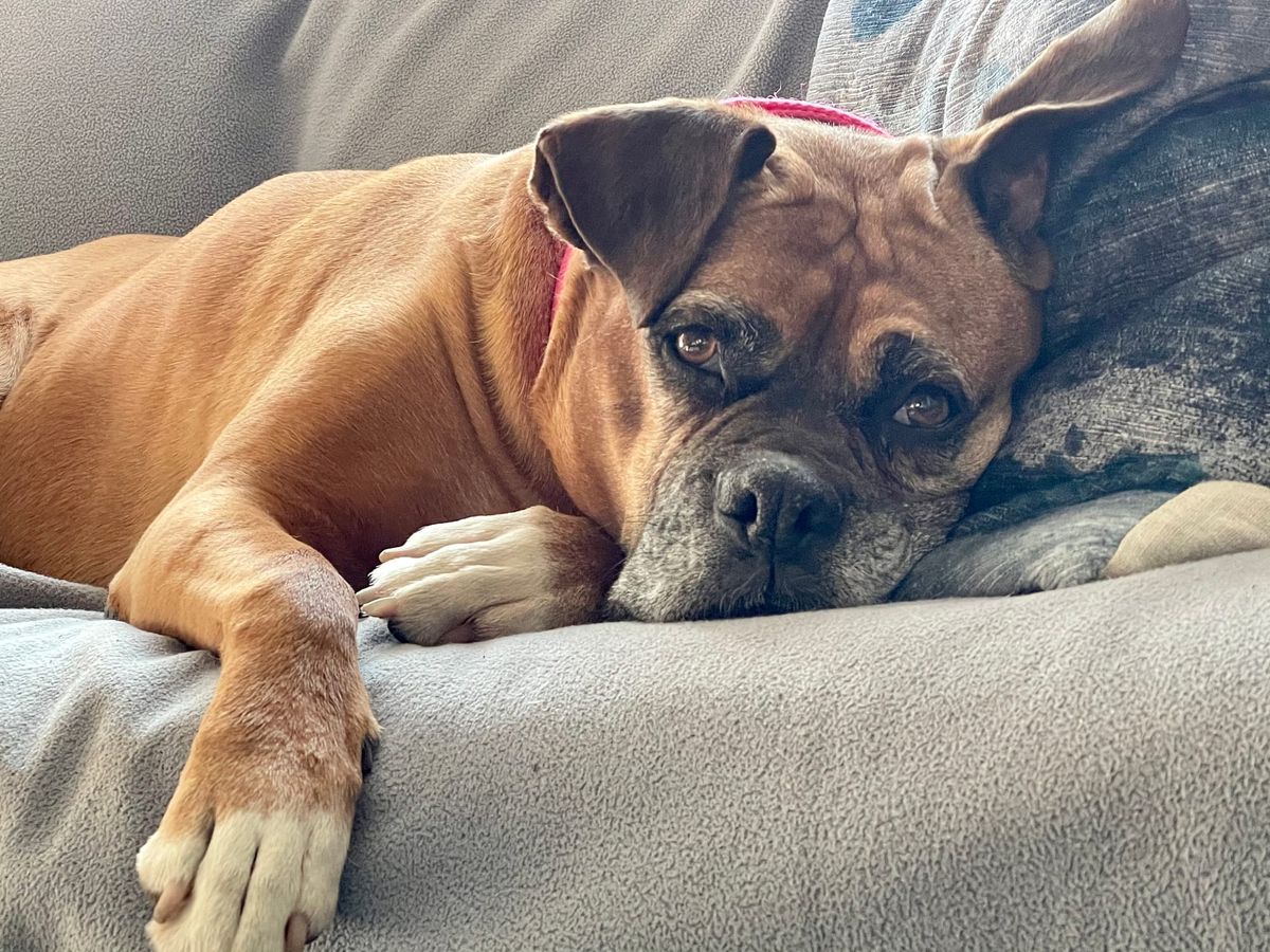 Meet Martha, the dog who talks to squirrels