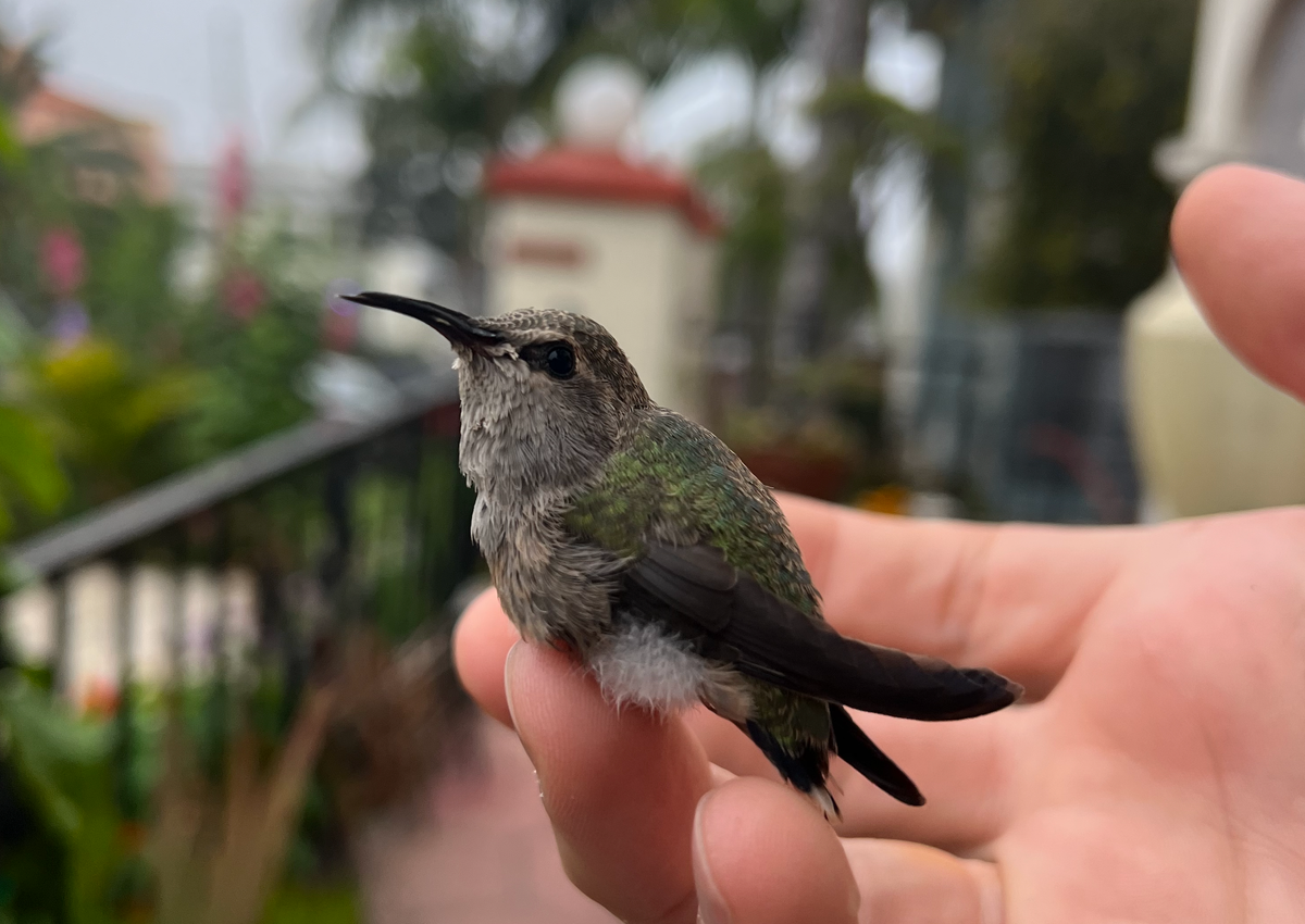 Psychic Towns & Tiny Hummingbirds