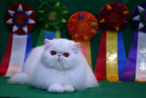 Webworm Wins "Best Team Investigation" at Voyagers