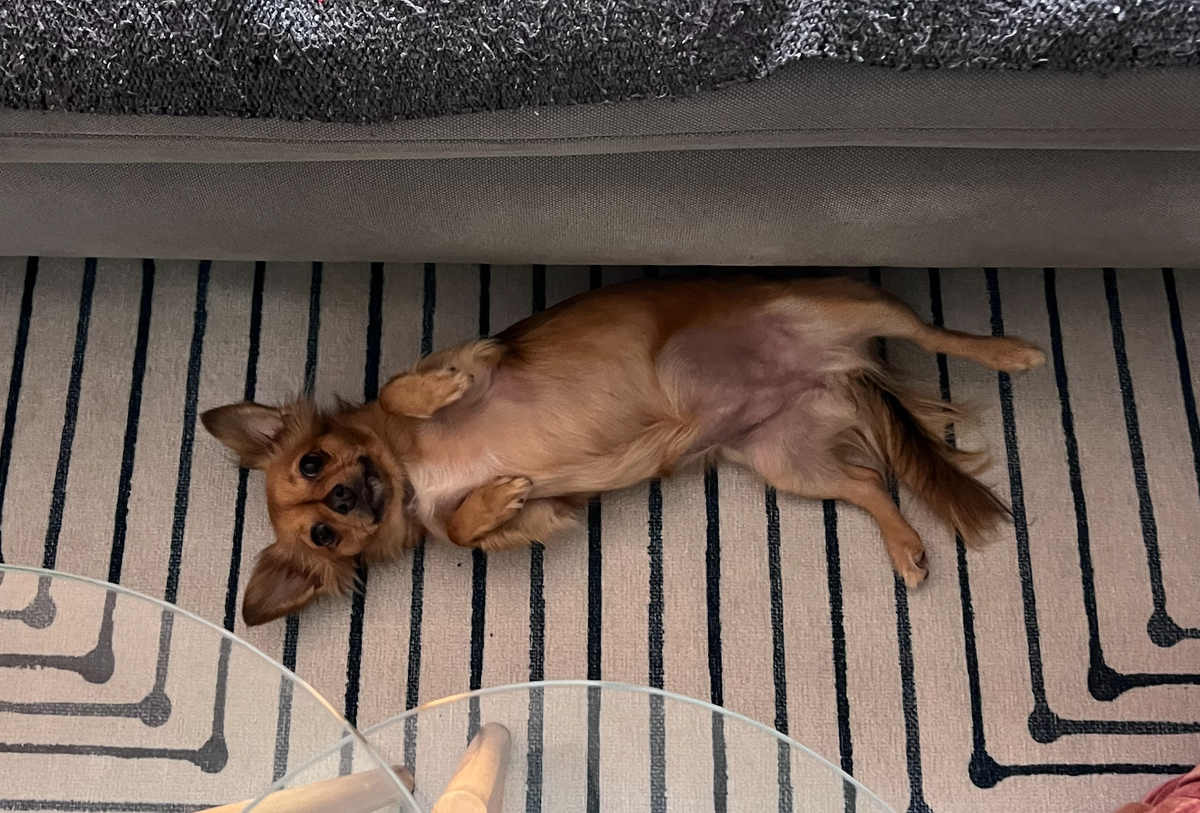 Behold, the Cum Tree!