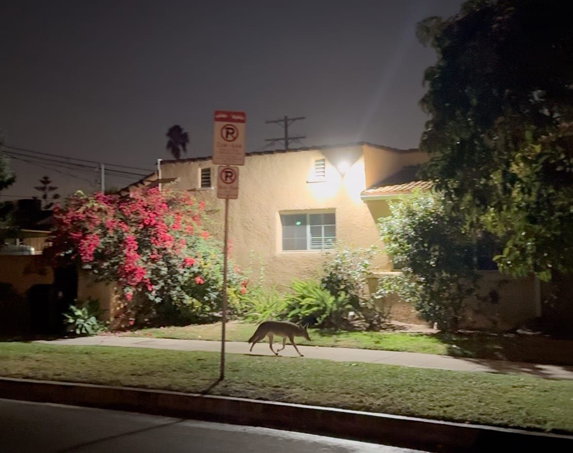 Totally Normal: Holiday Edition