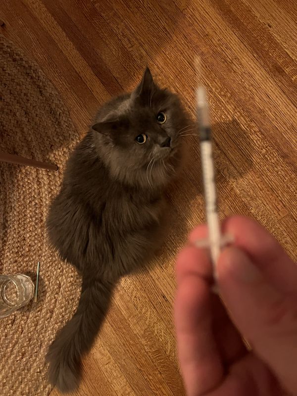 I Spent My New Year's Injecting a Cat