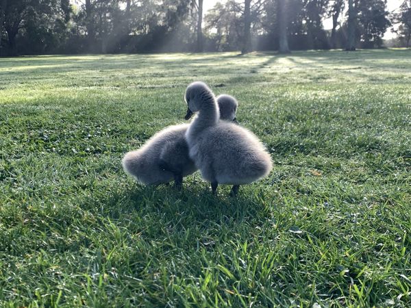 Elon Musk wants to get inside your brain